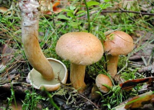 Козленок съедобный гриб или нет. Описание и распространение гриба козляка (решетника) 02