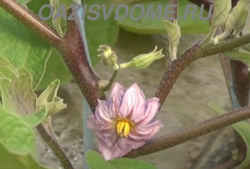 Чем подкормить перцы и баклажаны в июле. Чем подкормить баклажаны в июле