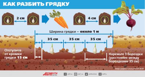 Боится ли морковь заморозков осенью. Подзимний сев: морковь и свёкла поспеют на 3 недели раньше