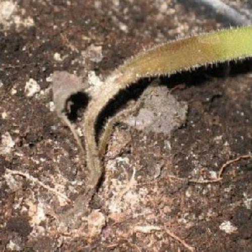 Почему гибнет перец в теплице. Как бороться с гнилью на кустах перца: советы бывалых огородников