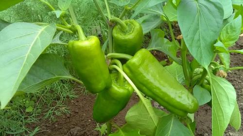 Почему гибнет перец в теплице. Как бороться с гнилью на кустах перца: советы бывалых огородников