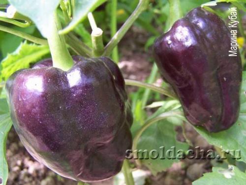 Перец не растет. Почему перец не растет после высадки в грунт 02