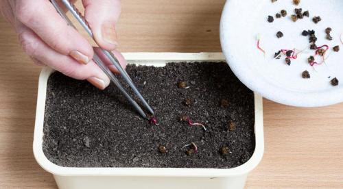 Какую температуру выдерживает рассада свеклы. Посев свеклы на рассаду