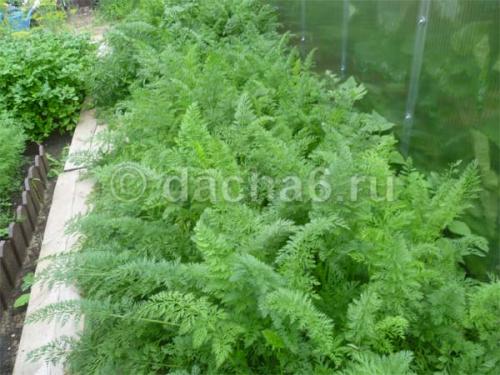 Боится морковь заморозков. Овощи и осенние заморозки 06