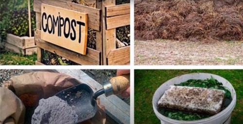 Чем подкормить перцы и баклажаны в июле. Чем подкормить баклажаны в июле