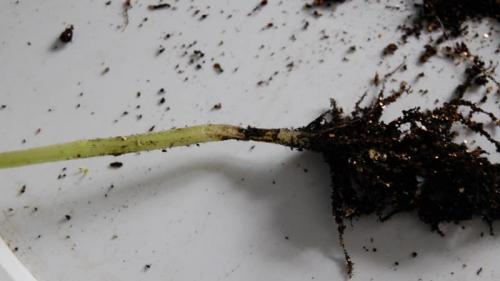 Почему гибнет перец в теплице. Как бороться с гнилью на кустах перца: советы бывалых огородников