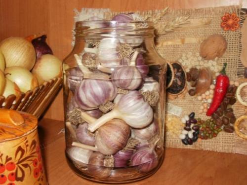 Способы хранения чеснока в домашних условиях. Подготовка чеснока к хранению 08
