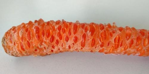 Боится морковь заморозков. Овощи и осенние заморозки 01