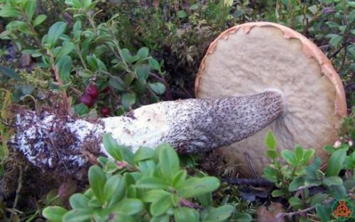 Ложный подосиновик. Как определить, что гриб является подосиновиком