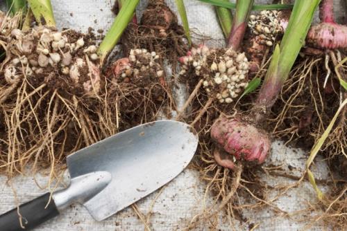 Когда выкапывать детки гладиолусов. Когда собирать и как хранить? 04