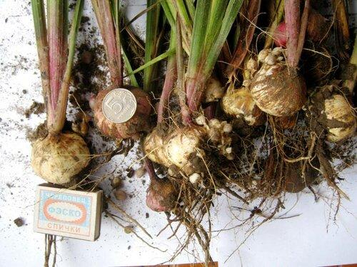 Когда выкапывать детки гладиолусов. Когда собирать и как хранить? 09