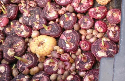 Когда выкапывать гладиолусы и лилии. Советы и вопросы