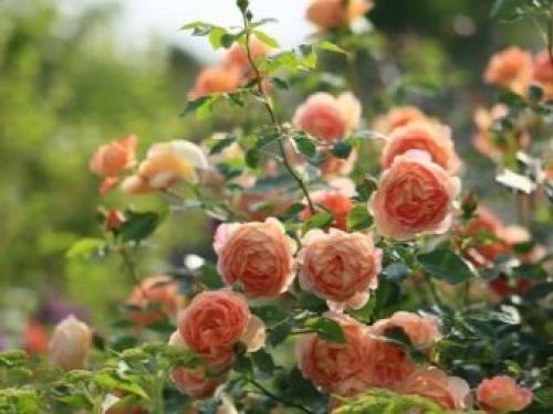 Плетистые розы уход осенью. Как подготовить плетистую розу к зиме? 06