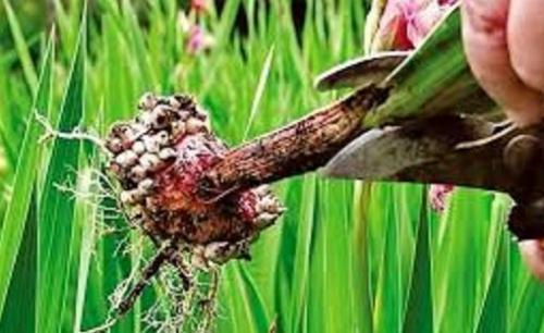 Как подготовить гладиолусы к зиме. Подготовка гладиолусов к зиме.