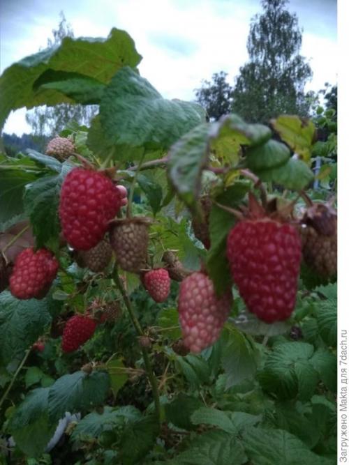 Садовый мир малина ремонтантная. Ремонтантная малина. Как сорта подбирала
