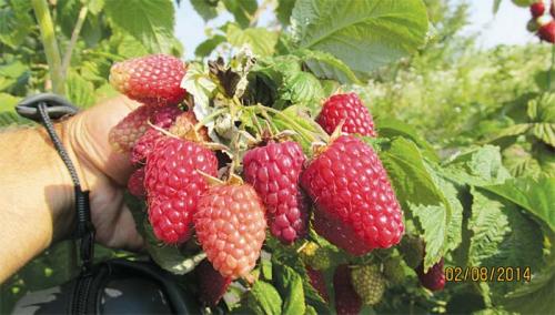 Как правильно сажать ремонтантную малину осенью. Как правильно посадить саженцы малины осенью — пошаговая инструкция 11 Как правильно сажать ремонтантную малину осенью. Как правильно посадить саженцы малины осенью — пошаговая инструкция 11