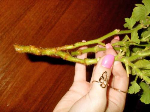 Как размножается герань домашняя. Как размножить герань черенками в домашних условиях