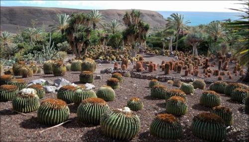 Комнатная фиалка родина растения. Какова родина растения фиалки? 02