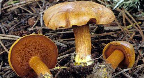 Перечный гриб