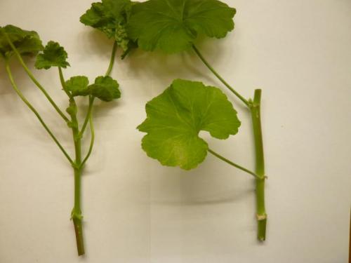 Как укоренить герань черенками осенью в домашних условиях. Как размножить герань в домашних условиях черенками, семенами, как рассадить и укоренить отростки 05