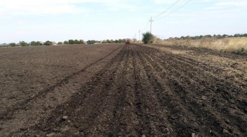 Когда сажать чеснок под зиму в 2019 году. Посадка озимого чеснока в 2019 году и не только: хитрости и тонкости