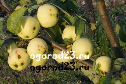 Яблоневая парша. О яблоневой парше