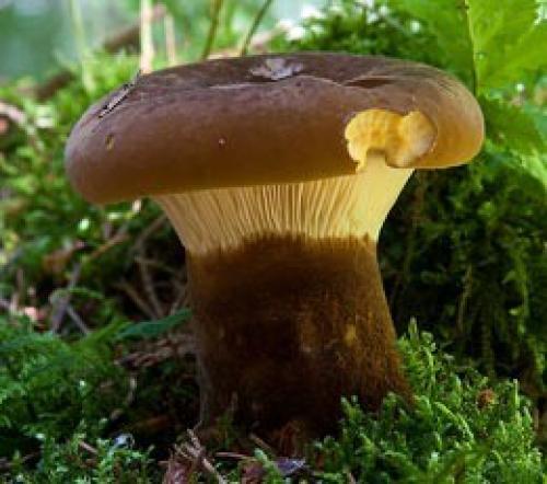 Как отличить рыжик от свинушки. Гриб Свинушка тонкая ядовит или нет