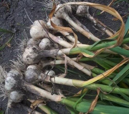 Когда сажать чеснок в 2019 году в Подмосковье. Посадка чеснока под зиму в Подмосковье в 2019 году 04