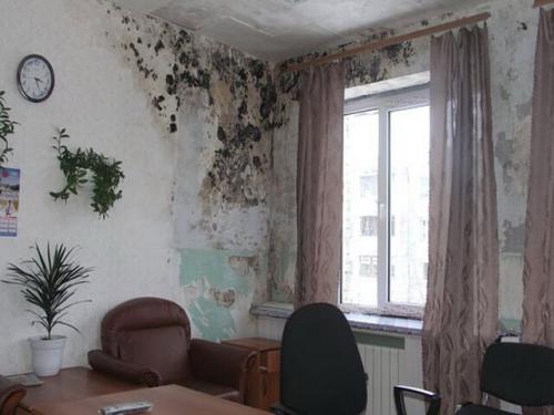 К трубчатым грибам относятся. Общая характеристика 02