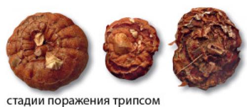 Чем обработать гладиолусы от трипсов.  Септориоз, ботритиоз, сухая и пеницеллезная гниль