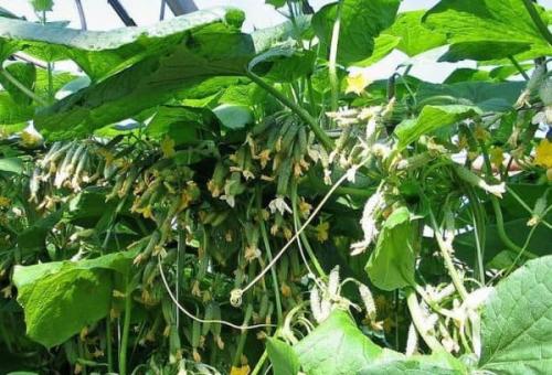 Кустовые огурцы. Внешний вид