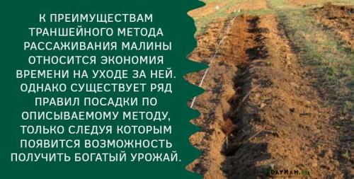 Как правильно сажать ремонтантную малину осенью. Как правильно посадить саженцы малины осенью — пошаговая инструкция