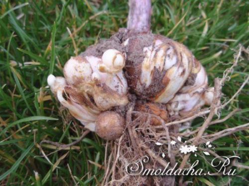 Когда выкапывать гладиолусы и лилии. Советы и вопросы