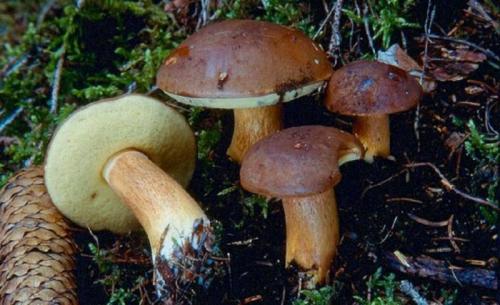 Ядовитый гриб Польский гриб. Краткое описание