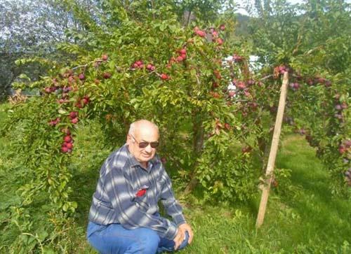 Как укрыть на зиму саженцы. Как утеплить яблони на зиму: укрываем саженцы 03