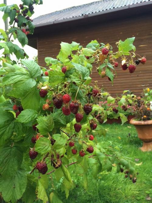 Можно ли сажать ремонтантную малину рядом с обычной. Стоит ли сажать ремонтантную малину?