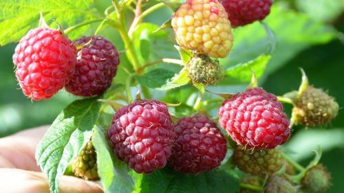 Можно ли сажать ремонтантную малину рядом с обычной. Стоит ли сажать ремонтантную малину?