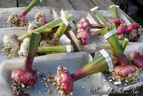 Когда выкапывать гладиолусы и лилии. Советы и вопросы