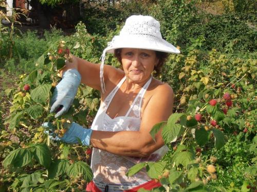 Можно ли сажать ремонтантную малину рядом с обычной. Стоит ли сажать ремонтантную малину?