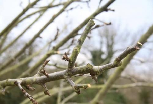 Как укрыть яблоню на зиму в сибири. Технология утепления