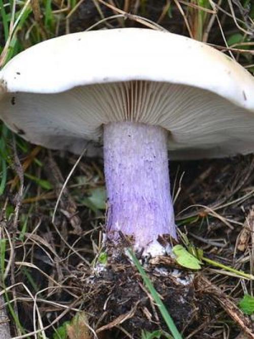 Грибы рядовки когда собирать. Где и когда собирать гриб синий корень