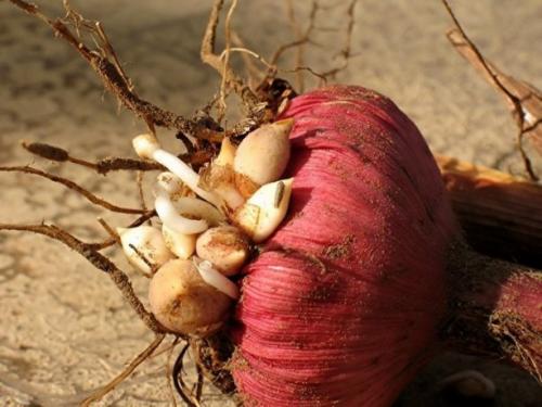 Когда выкапывать гладиолусы и лилии. Советы и вопросы