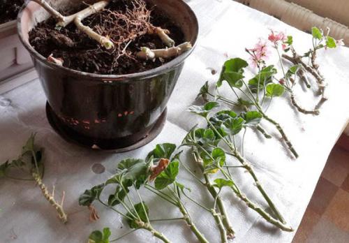 Как размножается герань домашняя. Как размножить герань черенками в домашних условиях