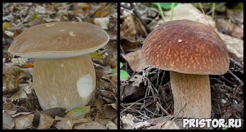 Гриб белая ножка серая шляпка. С коричневой 18