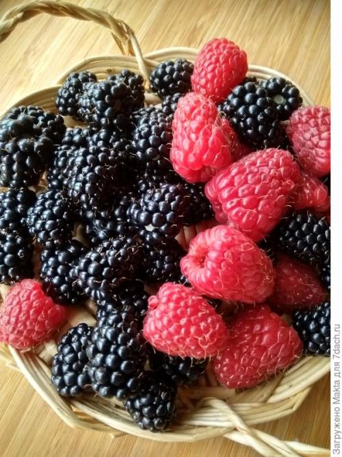 Садовый мир малина ремонтантная. Ремонтантная малина. Как сорта подбирала