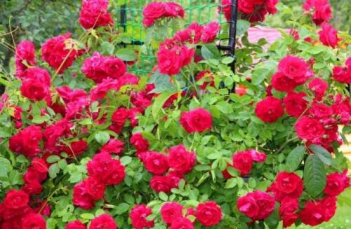 Чем отличается плетистая роза от вьющейся. Вьющаяся роза – посадка и уход