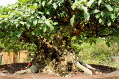 Фикус каучуконосный, как формировать. Фикус каучуконосный: как формировать крону правильно? 04