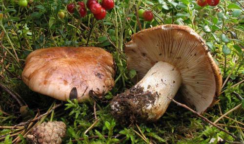 Рядовки грибы, как варить. Как варить грибы для маринования?