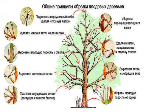 Осенняя обрезка сливы в подмосковье. Когда делать обрезку сливы