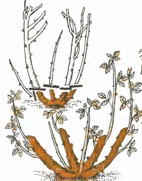 Роза флорибунда обрезка на зиму. Как делается обрезка флорибунды